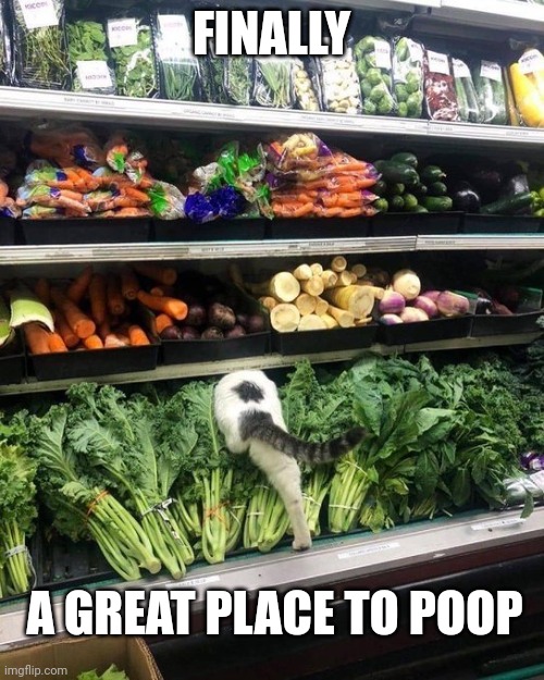IT'S JUST BUNNY FOOD | FINALLY; A GREAT PLACE TO POOP | image tagged in cats,funny cats | made w/ Imgflip meme maker