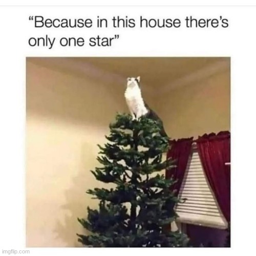 The star | image tagged in wholesome,memes,funny,cute,cats,funny memes | made w/ Imgflip meme maker