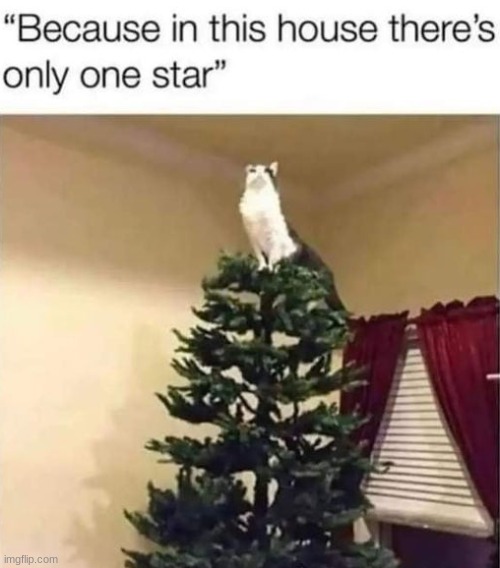 The star | image tagged in memes,wholesome,cats,cute,funny memes,animals | made w/ Imgflip meme maker
