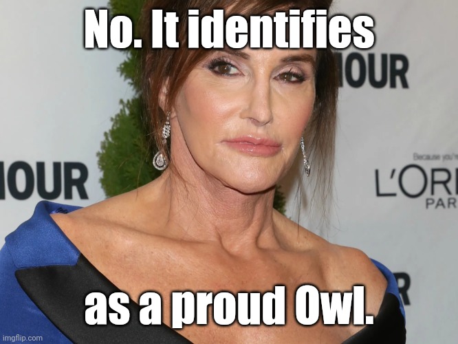 Bruce Jenner, Woman of the Year | No. It identifies as a proud Owl. | image tagged in bruce jenner woman of the year | made w/ Imgflip meme maker