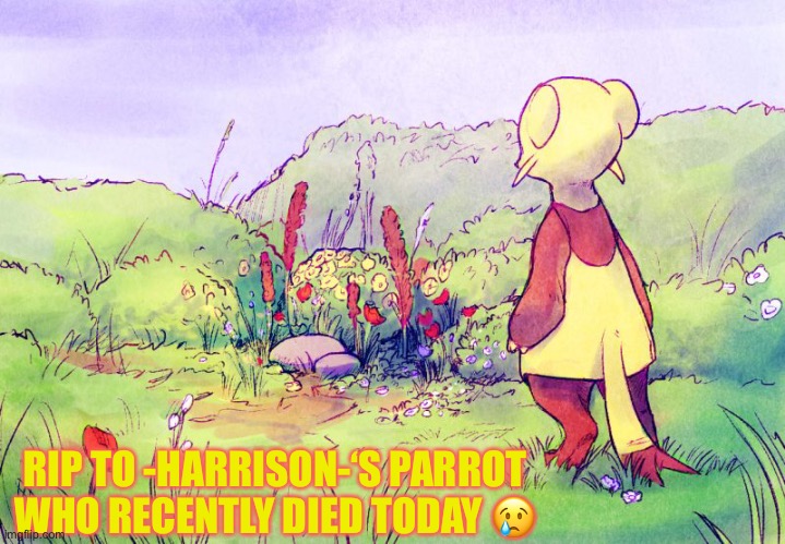 T-T R.I.P (1 upvote = 1 respect) | RIP TO -HARRISON-‘S PARROT WHO RECENTLY DIED TODAY 😢 | image tagged in sad | made w/ Imgflip meme maker