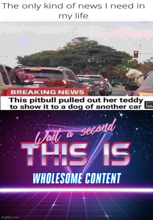 Wait a second this is wholesome content | image tagged in wait a second this is wholesome content,dogs | made w/ Imgflip meme maker