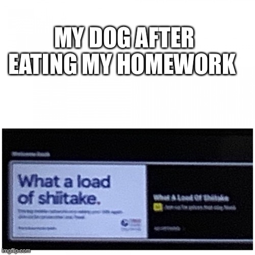 Tesco Add Shiitake | MY DOG AFTER EATING MY HOMEWORK | image tagged in tesco add shiitake | made w/ Imgflip meme maker