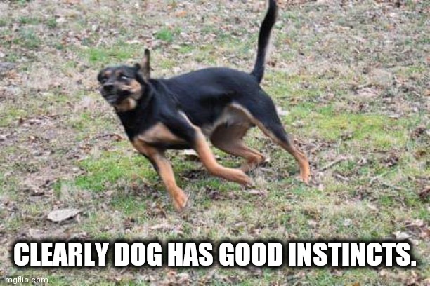 Dog running | CLEARLY DOG HAS GOOD INSTINCTS. | image tagged in dog running | made w/ Imgflip meme maker