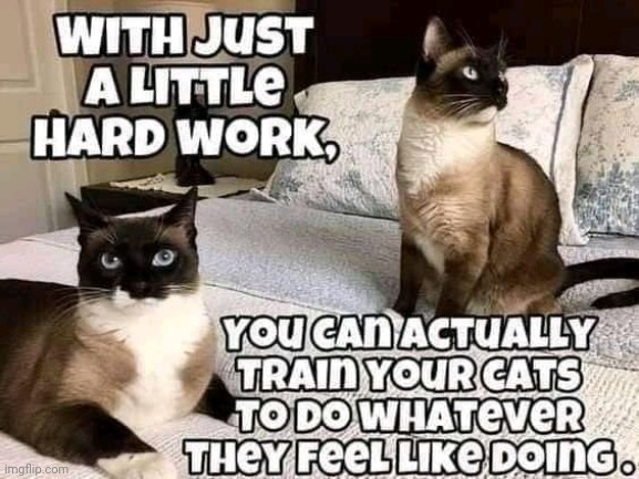 How to train a cat | image tagged in cat,training | made w/ Imgflip meme maker
