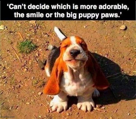 Such a cutie | image tagged in adorable,cute,dog | made w/ Imgflip meme maker