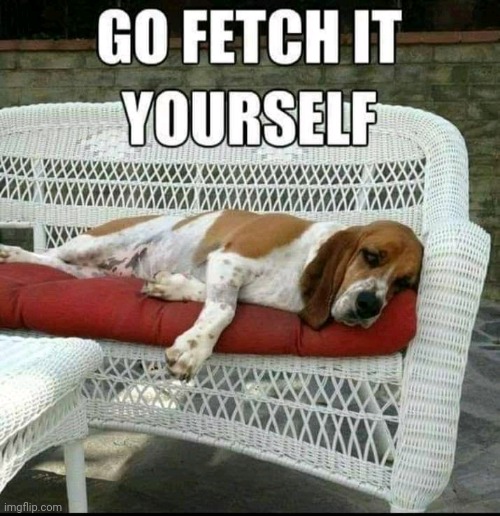 Lazy day | image tagged in basset hound,lazy | made w/ Imgflip meme maker