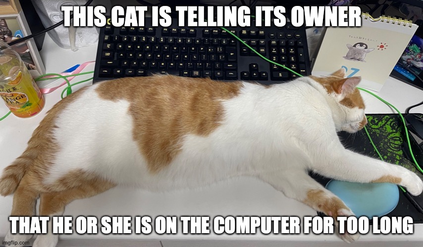 Cat on Desk | THIS CAT IS TELLING ITS OWNER; THAT HE OR SHE IS ON THE COMPUTER FOR TOO LONG | image tagged in cats,desk,memes | made w/ Imgflip meme maker