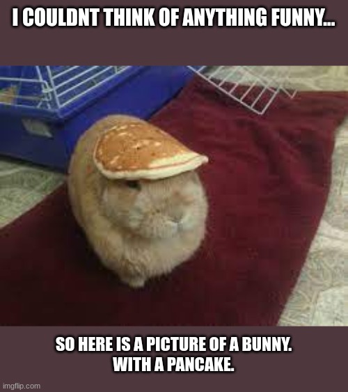 cute ass bunny | I COULDNT THINK OF ANYTHING FUNNY... SO HERE IS A PICTURE OF A BUNNY.
WITH A PANCAKE. | image tagged in bunny,funny,cute,wholesome | made w/ Imgflip meme maker