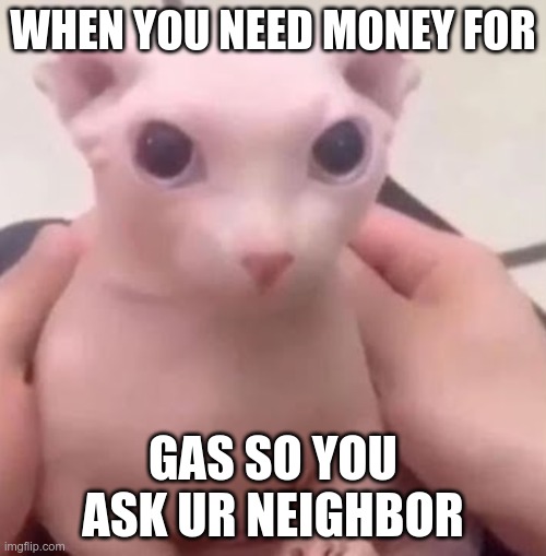 can you relate | WHEN YOU NEED MONEY FOR; GAS SO YOU ASK UR NEIGHBOR | image tagged in bingus | made w/ Imgflip meme maker