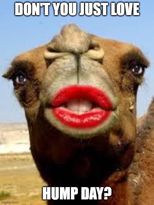 Camel face | DON'T YOU JUST LOVE; HUMP DAY? | image tagged in camel face | made w/ Imgflip meme maker