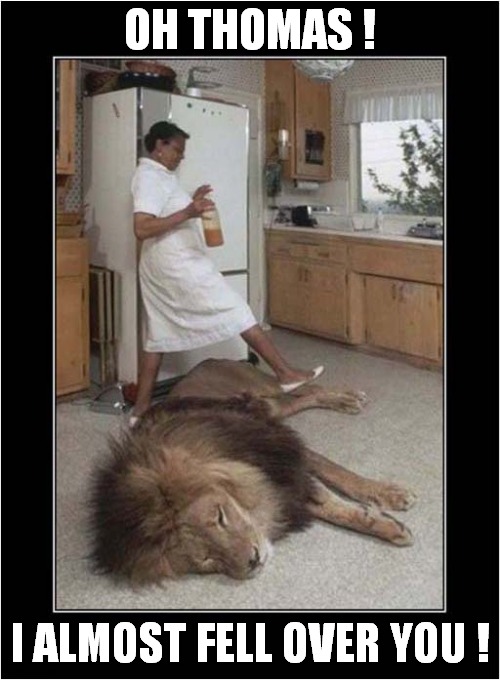A Typically Awkward Cat Lying On The Kitchen Floor ! | OH THOMAS ! I ALMOST FELL OVER YOU ! | image tagged in cats,awkward,kitchen,floor,lion | made w/ Imgflip meme maker