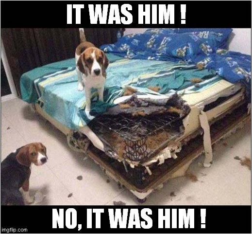 Doggy Blame Game ! | IT WAS HIM ! NO, IT WAS HIM ! | image tagged in dogs,destruction,blame | made w/ Imgflip meme maker