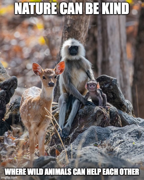 Nature Nature Photo | NATURE CAN BE KIND; WHERE WILD ANIMALS CAN HELP EACH OTHER | image tagged in nature,memes | made w/ Imgflip meme maker