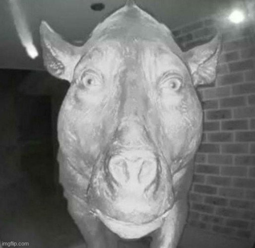 Pig staring at doorbell | image tagged in pig staring at doorbell | made w/ Imgflip meme maker