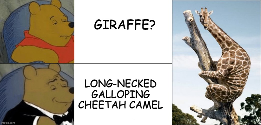 GIRAFFE? LONG-NECKED GALLOPING CHEETAH CAMEL | image tagged in memes,tuxedo winnie the pooh,giraffe climbing a tree | made w/ Imgflip meme maker