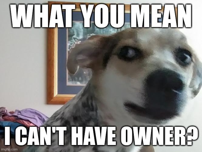 Pov: you're winter asking for owner of MEMES_OVERLOAD | WHAT YOU MEAN; I CAN'T HAVE OWNER? | image tagged in what you mean dog | made w/ Imgflip meme maker