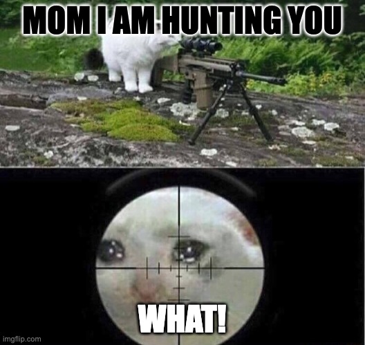 Sniper cat | MOM I AM HUNTING YOU; WHAT! | image tagged in sniper cat | made w/ Imgflip meme maker