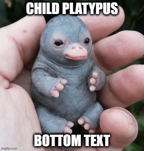 Child Platypus | image tagged in platypus,child,cute,fun | made w/ Imgflip meme maker