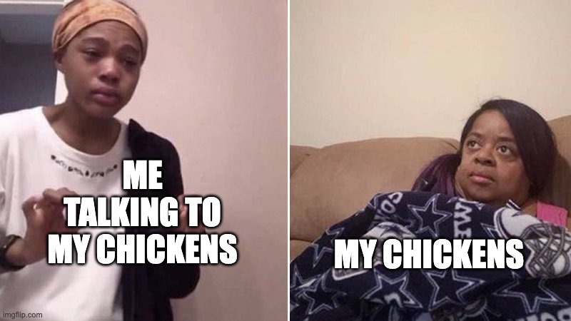 i have ten chickens wishing i wasn't their mother | ME TALKING TO MY CHICKENS; MY CHICKENS | image tagged in me explaining to my mom | made w/ Imgflip meme maker
