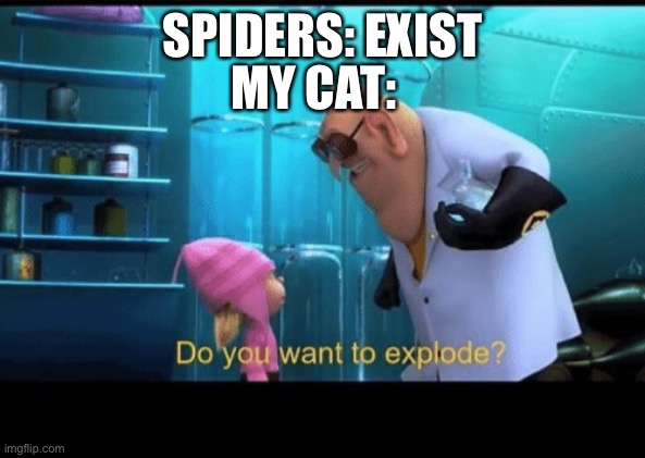 Do you want to explode | MY CAT:; SPIDERS: EXIST | image tagged in do you want to explode,cat | made w/ Imgflip meme maker