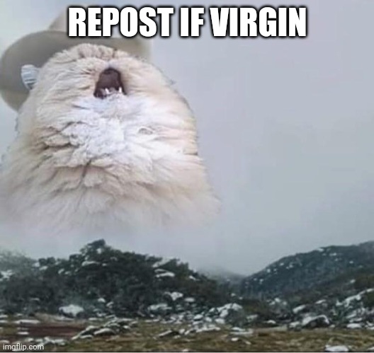 Country Roads Cat | REPOST IF VIRGIN | image tagged in country roads cat | made w/ Imgflip meme maker