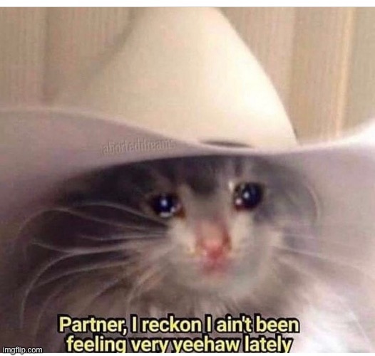 Cowboi | image tagged in cat,cowboi | made w/ Imgflip meme maker