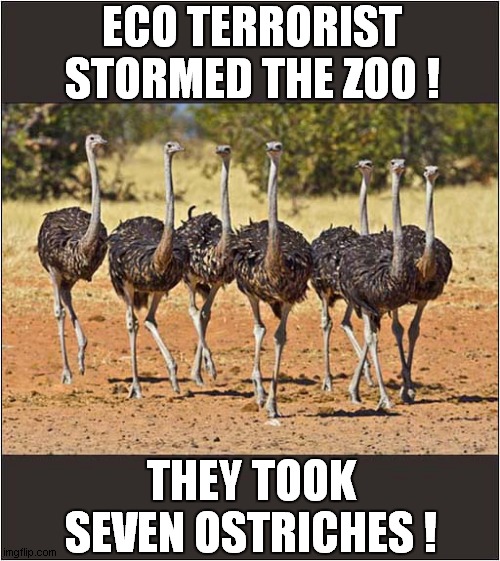 A Misheard Plan ! | ECO TERRORIST STORMED THE ZOO ! THEY TOOK SEVEN OSTRICHES ! | image tagged in fun,eco terrorists,zoo,misheard,ostriches,hostage | made w/ Imgflip meme maker
