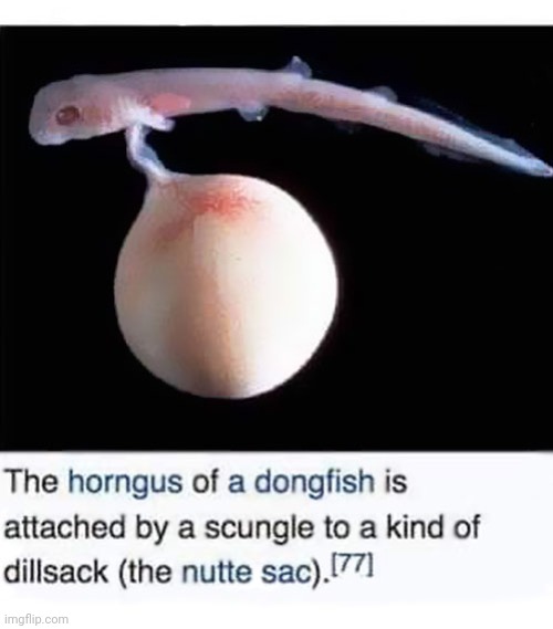 The horngus of a dongfish is attached by a scungle to a kind of dillsack (the nutte sack). | made w/ Imgflip meme maker