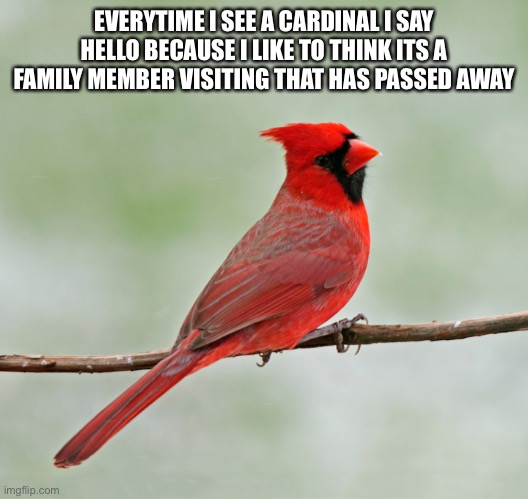 Cardinal Visiting Say Hello | EVERYTIME I SEE A CARDINAL I SAY HELLO BECAUSE I LIKE TO THINK ITS A FAMILY MEMBER VISITING THAT HAS PASSED AWAY | image tagged in hello,family member passed away,bird,cardinal,visitor | made w/ Imgflip meme maker