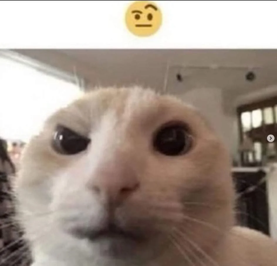 Raised eyebrow cat Blank Meme Template