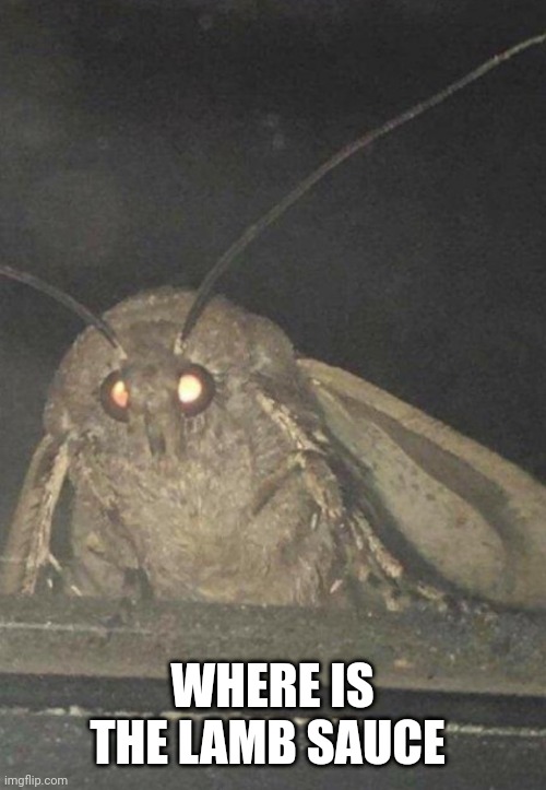 Moth | WHERE IS THE LAMB SAUCE | image tagged in moth | made w/ Imgflip meme maker