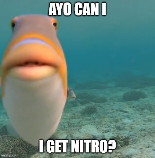 discord moment | AYO CAN I; I GET NITRO? | image tagged in do you fart | made w/ Imgflip meme maker