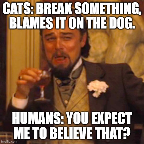 Cats always get in trouble instead of dogs. | CATS: BREAK SOMETHING, BLAMES IT ON THE DOG. HUMANS: YOU EXPECT ME TO BELIEVE THAT? | image tagged in memes,laughing leo,cats,funny,dogs,doggo | made w/ Imgflip meme maker