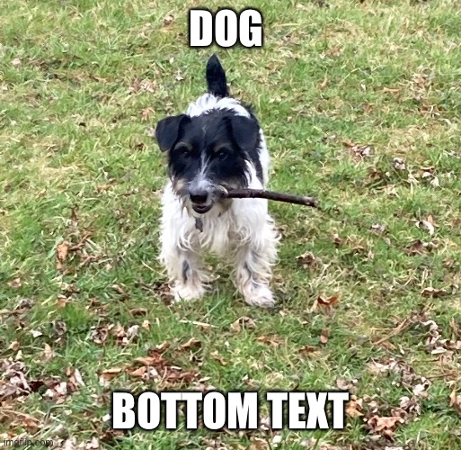 DOG; BOTTOM TEXT | made w/ Imgflip meme maker