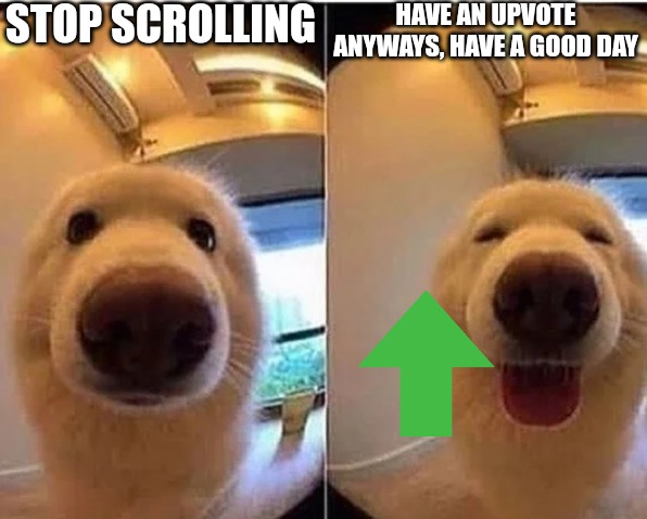 wholesome doggo | STOP SCROLLING; HAVE AN UPVOTE
ANYWAYS, HAVE A GOOD DAY | image tagged in wholesome doggo,stop reading the tags or i will slap you hooman,memes,uh e,upvote | made w/ Imgflip meme maker