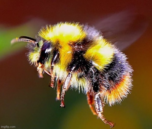 Bumblebee my beloved | made w/ Imgflip meme maker