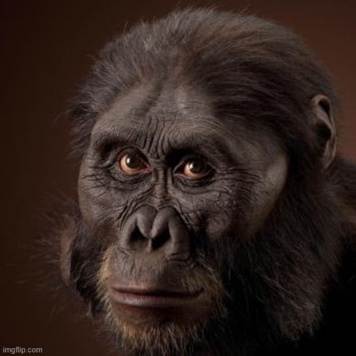 Australopithecus afarensis | image tagged in australopithecus afarensis | made w/ Imgflip meme maker