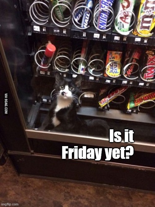 is it friday yet...? | Is it Friday yet? | image tagged in kitten,vending,machine,candy,stuck,cute | made w/ Imgflip meme maker