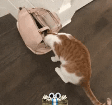 Cats Out The Bag GIFs