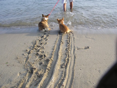 image tagged in funny,dogs