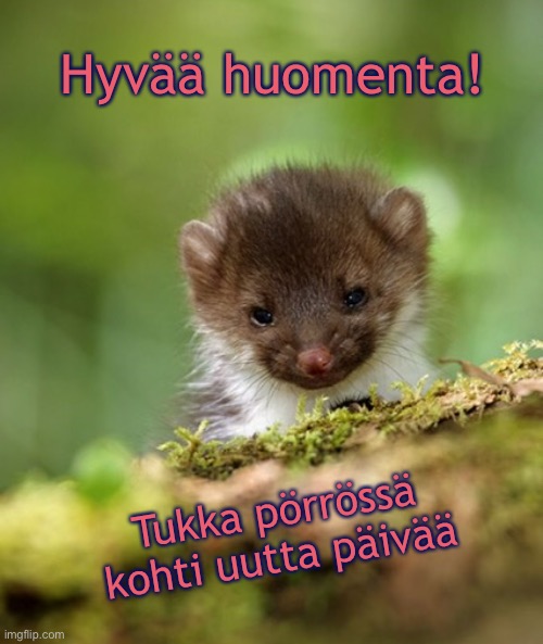 Hyvää huomenta! Tukka pörrössä
kohti uutta päivää | made w/ Imgflip meme maker