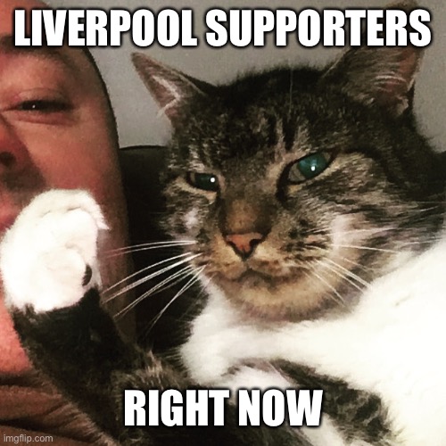 Oscar the Red | LIVERPOOL SUPPORTERS; RIGHT NOW | image tagged in i love cats,liverpool | made w/ Imgflip meme maker