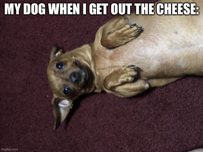 Im Begging | MY DOG WHEN I GET OUT THE CHEESE: | image tagged in im begging | made w/ Imgflip meme maker