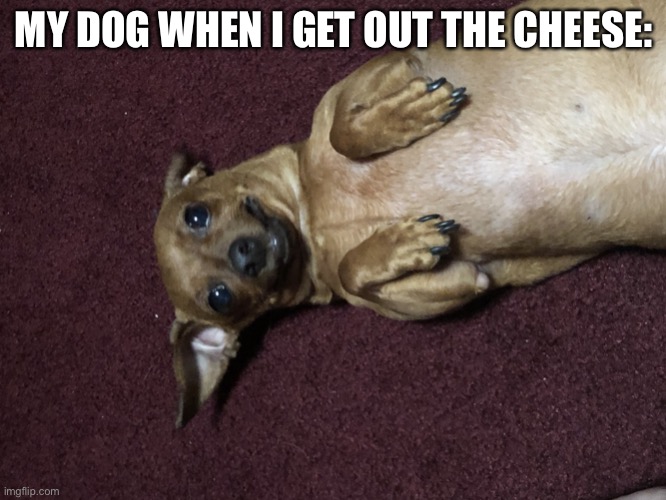 Im Begging | MY DOG WHEN I GET OUT THE CHEESE: | image tagged in im begging,dog begging,dog,begging | made w/ Imgflip meme maker