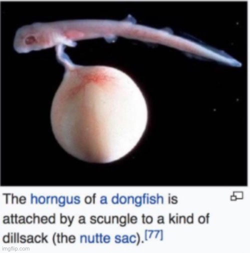 DONGFISH | image tagged in dongfish | made w/ Imgflip meme maker