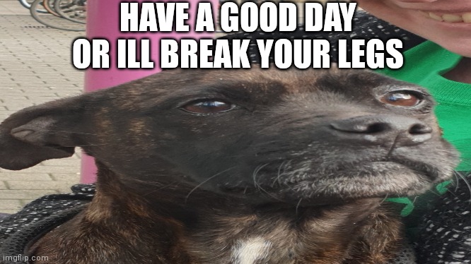 "Have a good day..." | HAVE A GOOD DAY OR ILL BREAK YOUR LEGS | image tagged in dog | made w/ Imgflip meme maker