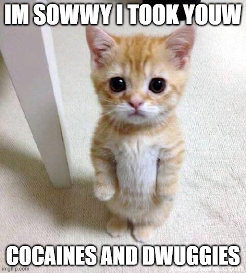 Cute Cat | IM SOWWY I TOOK YOUW; COCAINES AND DWUGGIES | image tagged in memes,cute cat | made w/ Imgflip meme maker