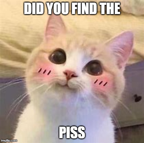 DID U FIND THE PISS | DID YOU FIND THE; PISS | image tagged in uwu cat,didufindthepiss | made w/ Imgflip meme maker