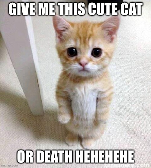 My Funny Meme | GIVE ME THIS CUTE CAT; OR DEATH HEHEHEHE | image tagged in memes,cute cat | made w/ Imgflip meme maker